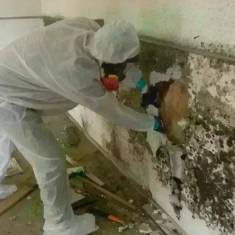 Mold Remediation and Removal in North Edwards, CA